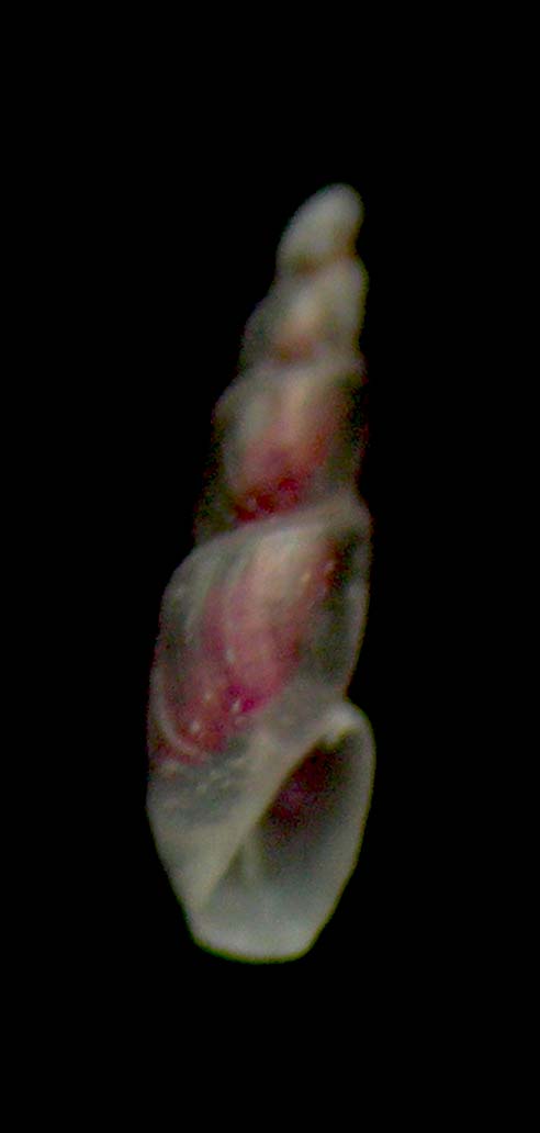 ebala striatula o eulimoides